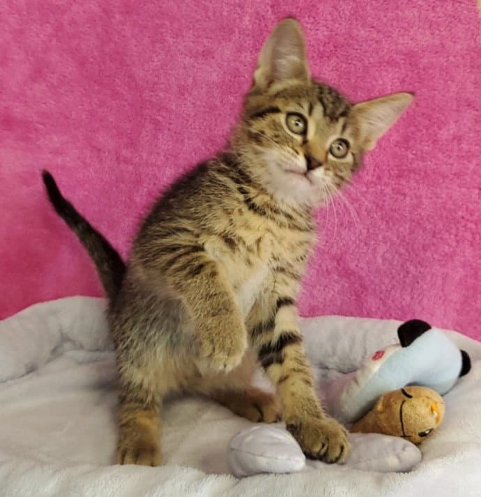 Elsie - Domestic Short Hair
