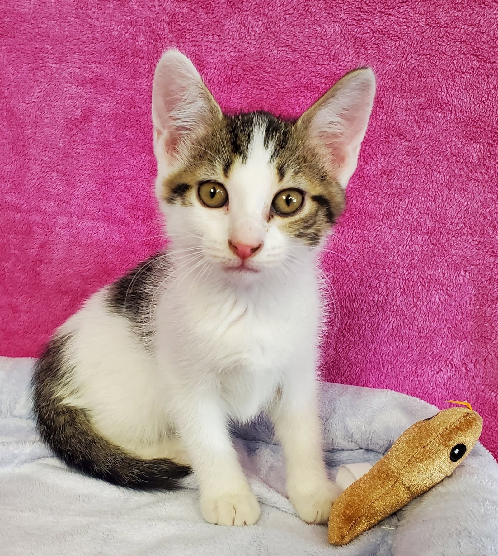 Flora - Domestic Medium Hair