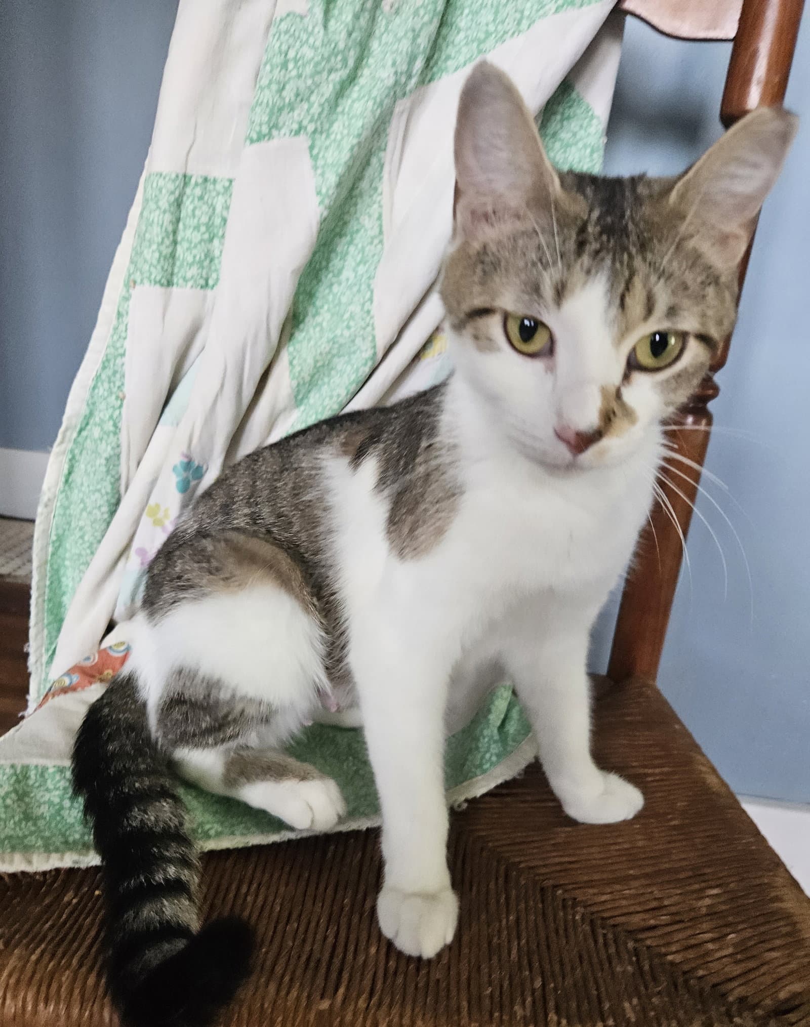 Luna - Domestic Medium Hair