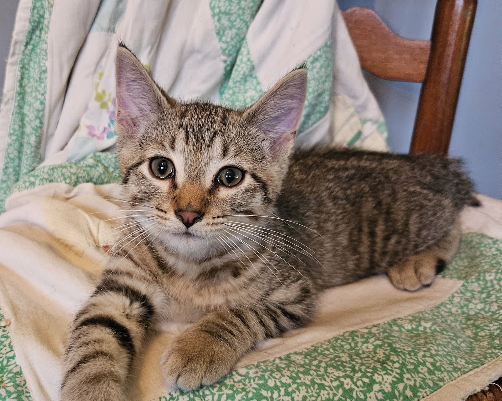 Bowie - Domestic Short Hair