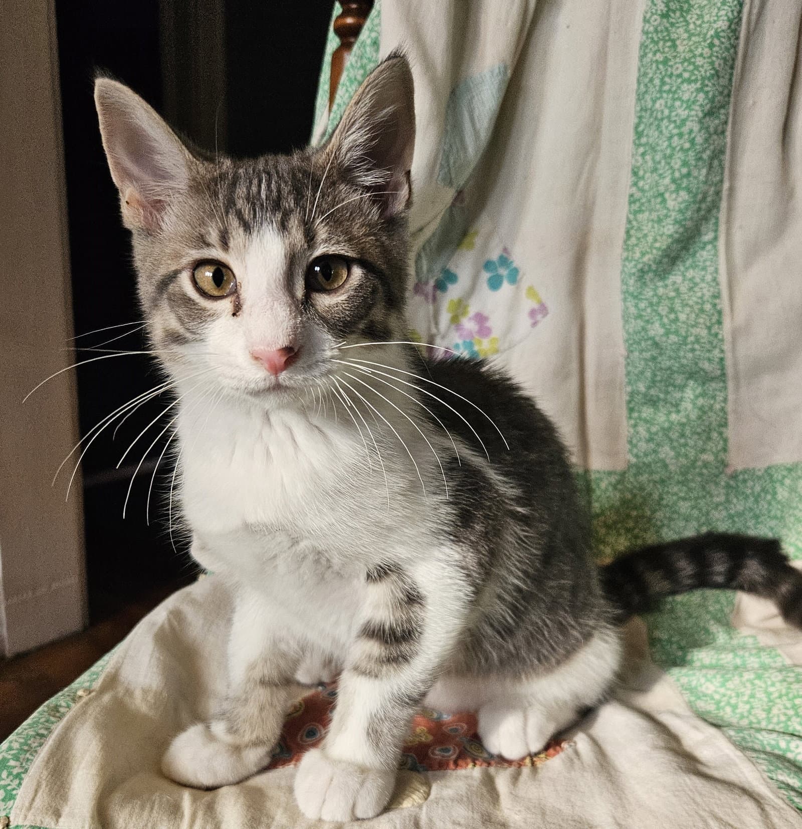 Buddy - Domestic Medium Hair