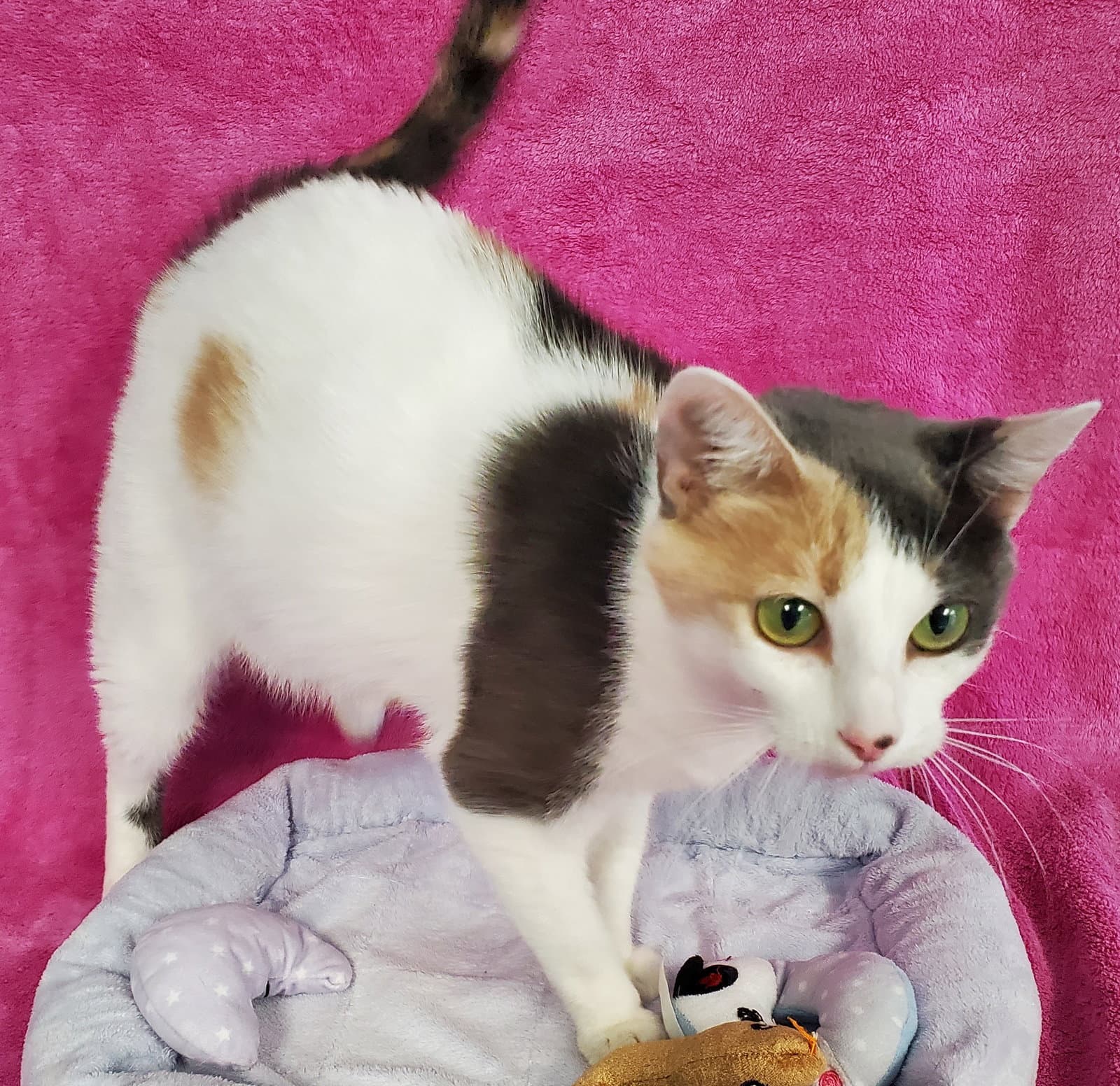 Candy - Domestic Short Hair