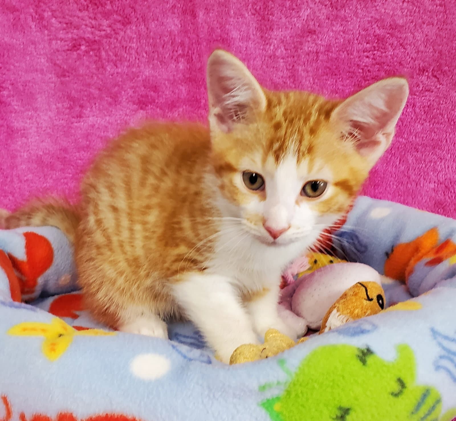 Sparks - Domestic Medium Hair