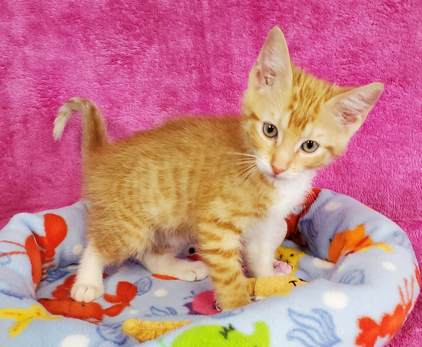 Phoenix - Domestic Medium Hair