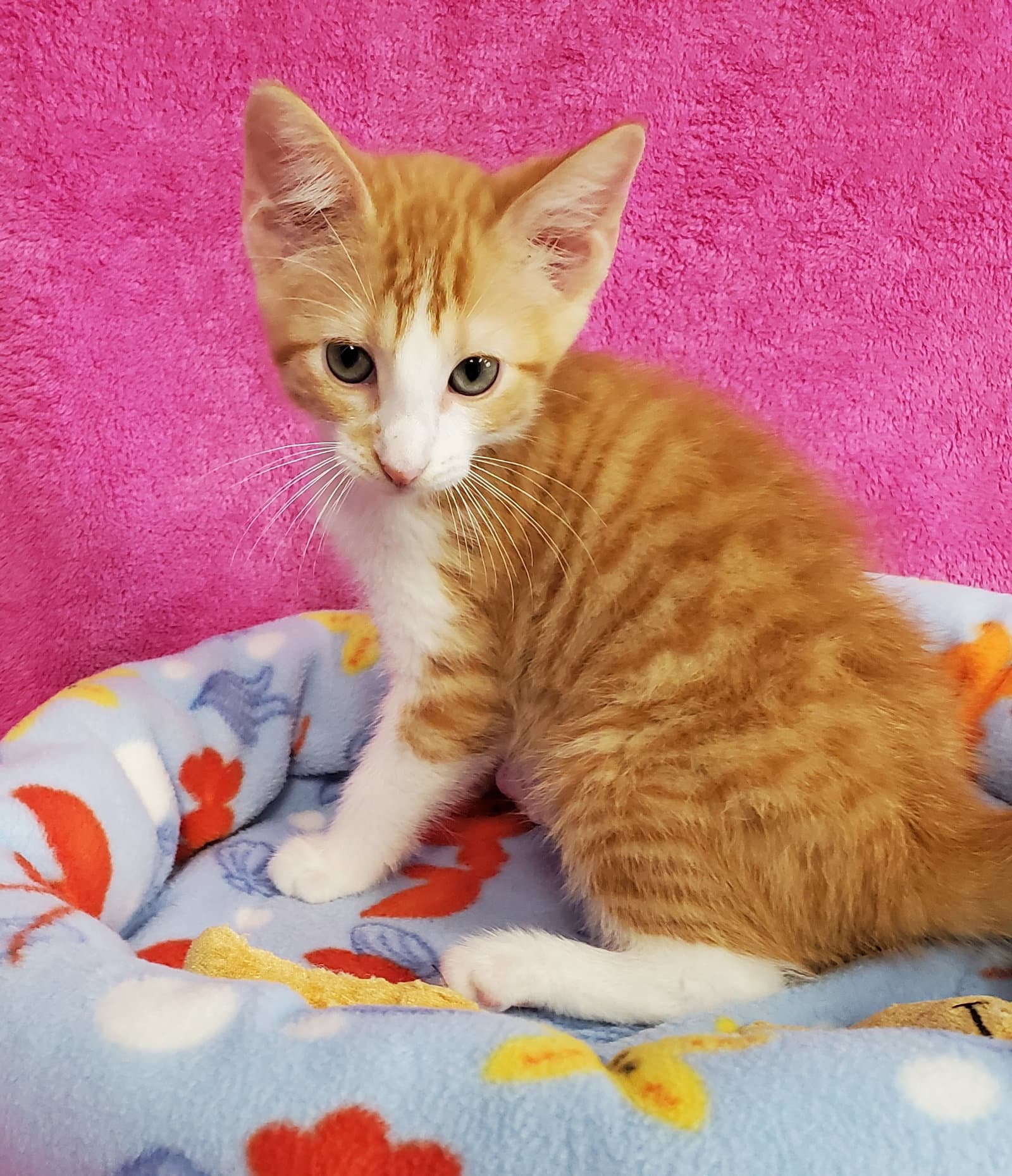 Frasier - Domestic Medium Hair