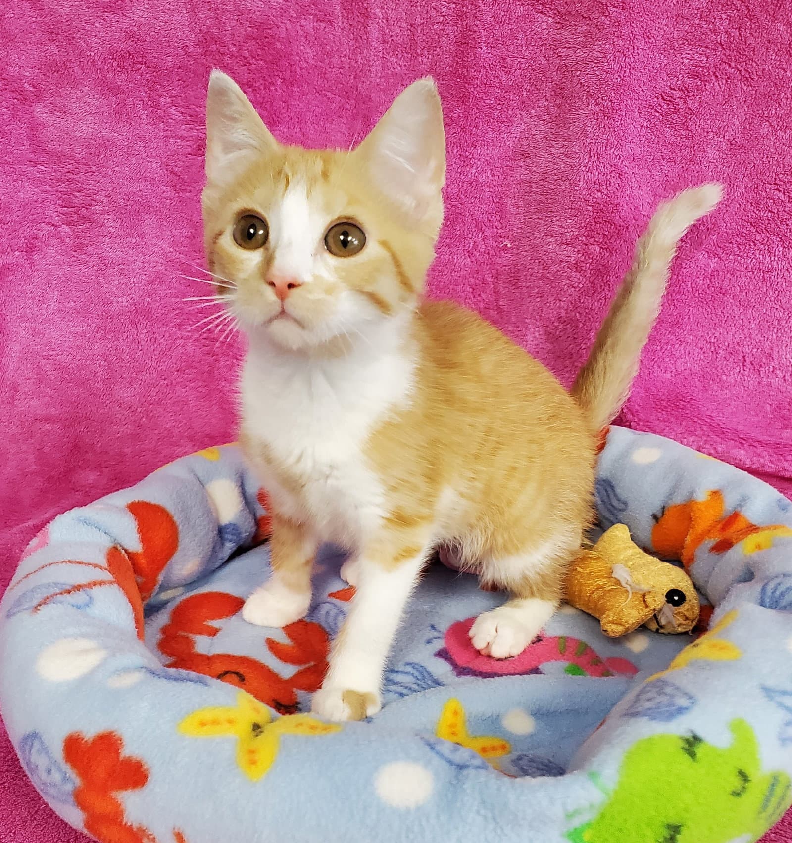 Reba - Domestic Short Hair