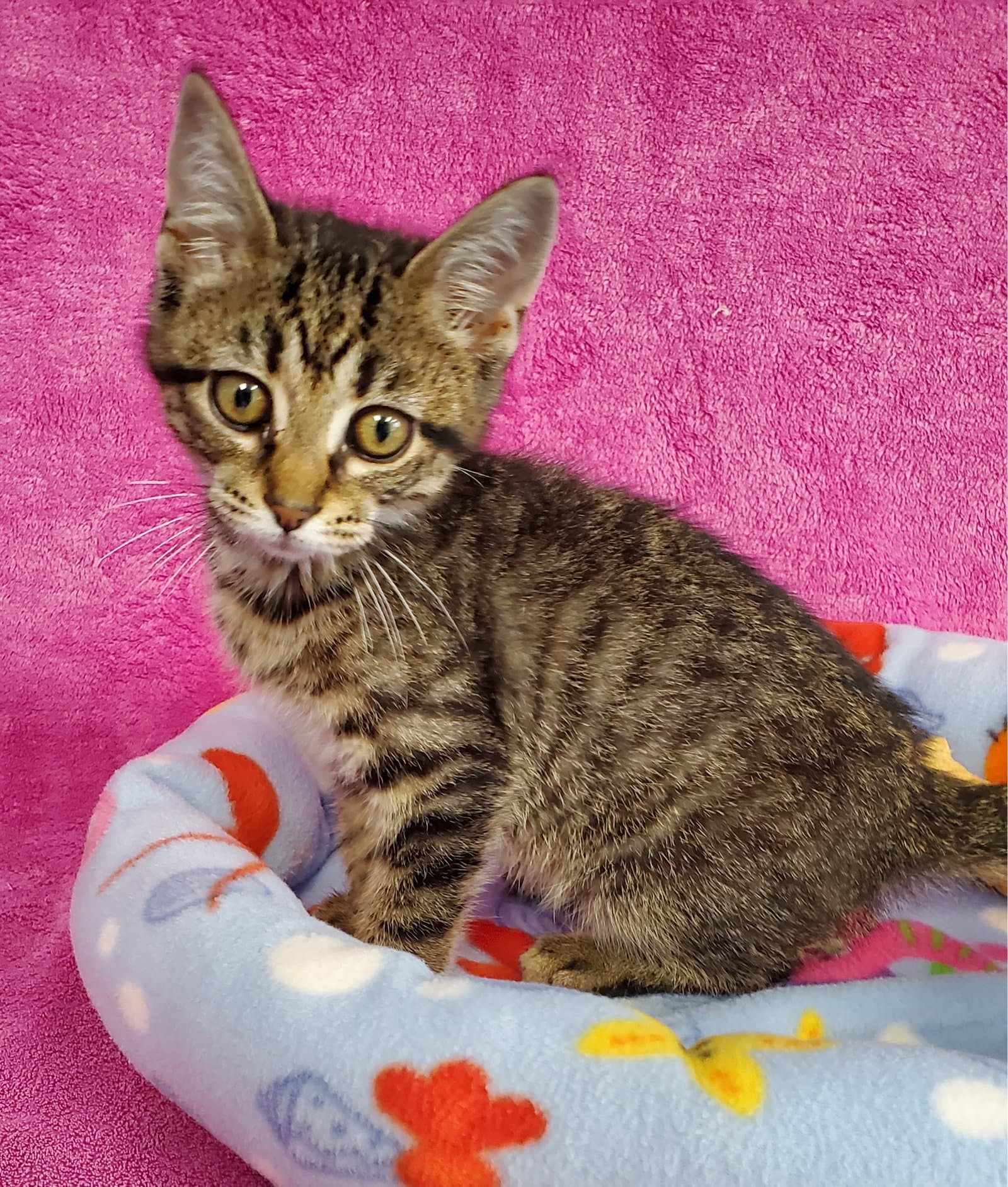 Miller - Domestic Medium Hair