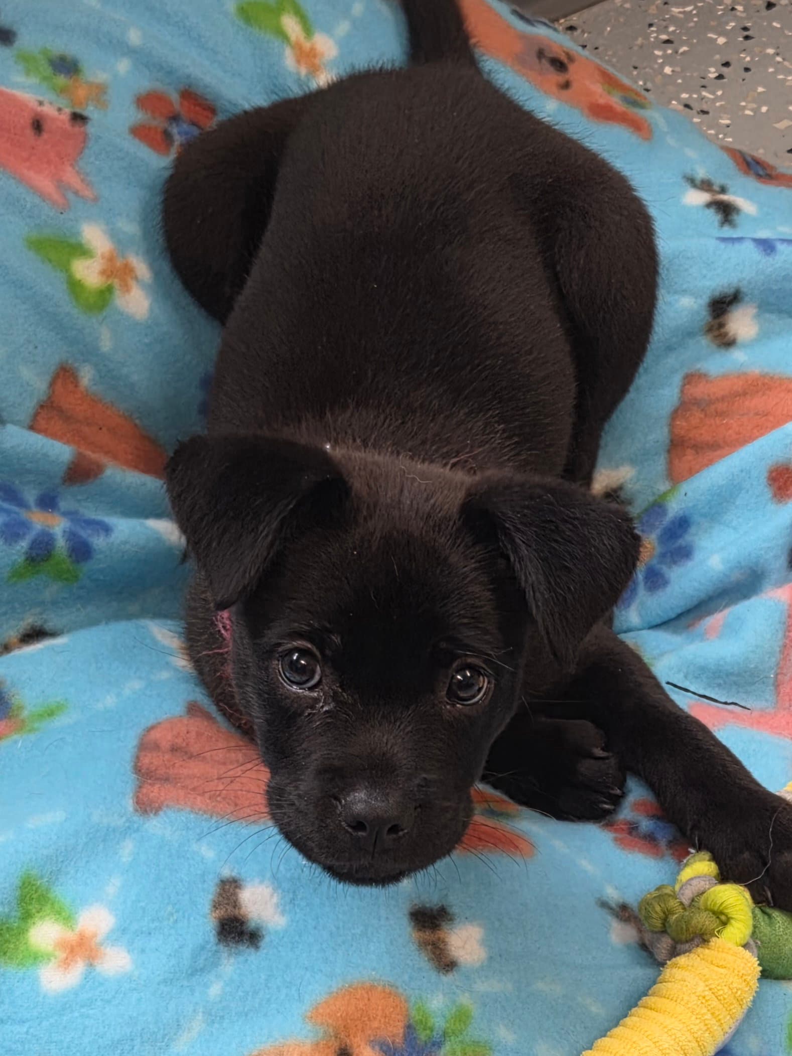 Piper - Labrador Retriever