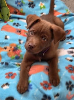 Tucker image 1