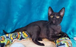 Toothless image 1