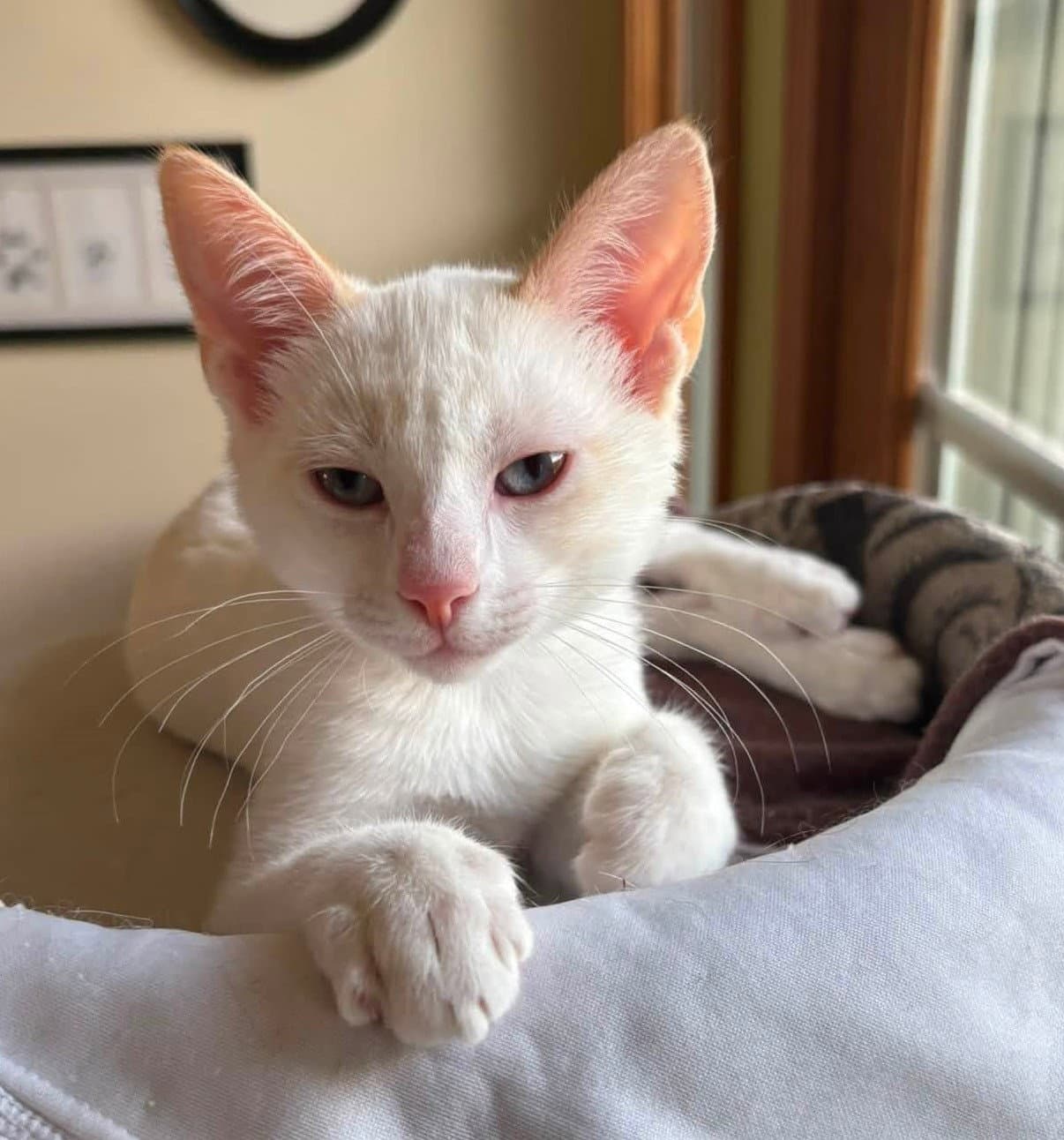Dove - Siamese