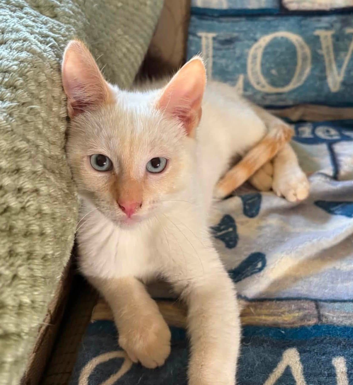 Dorian - Siamese