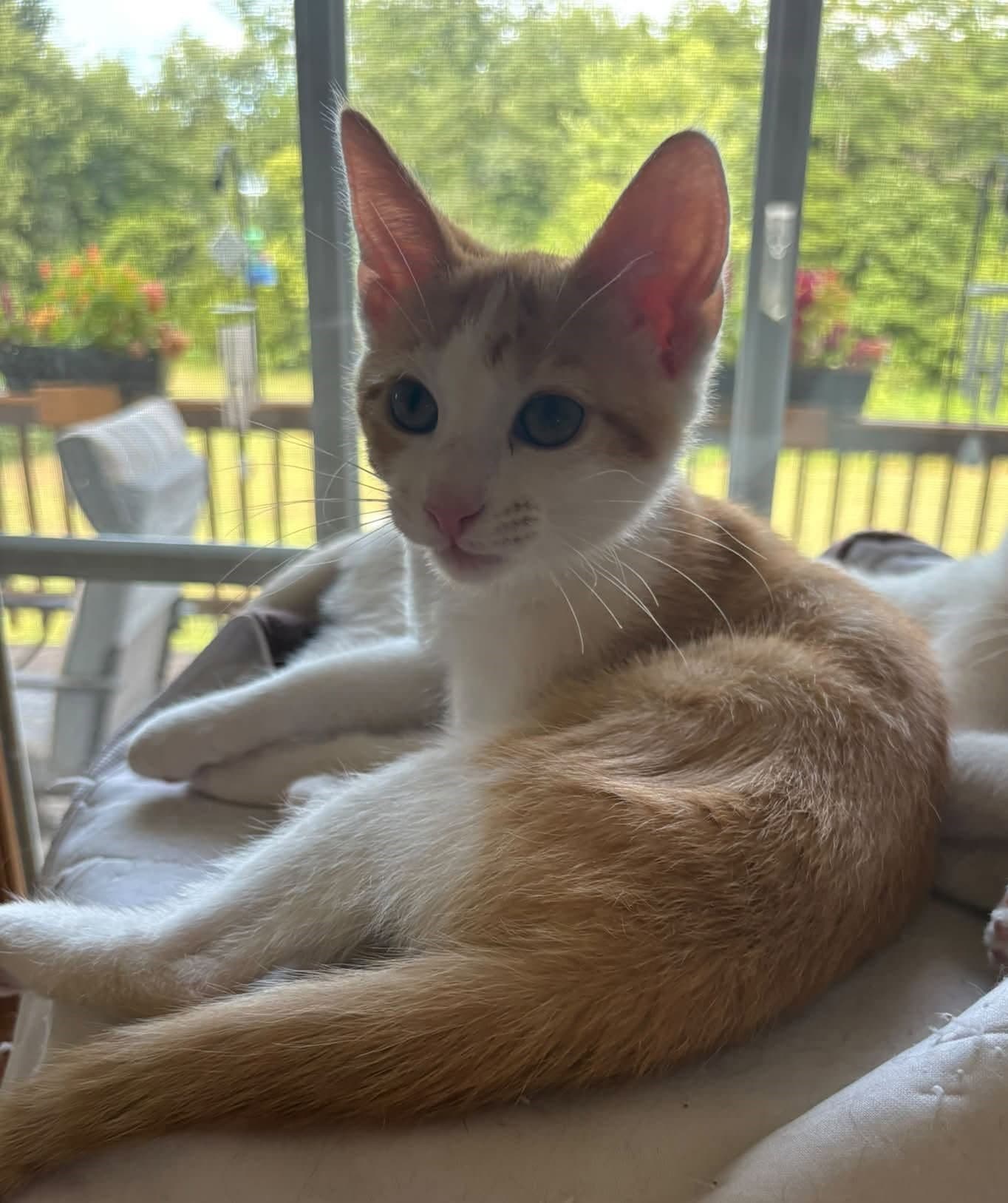 Doug - Domestic Medium Hair
