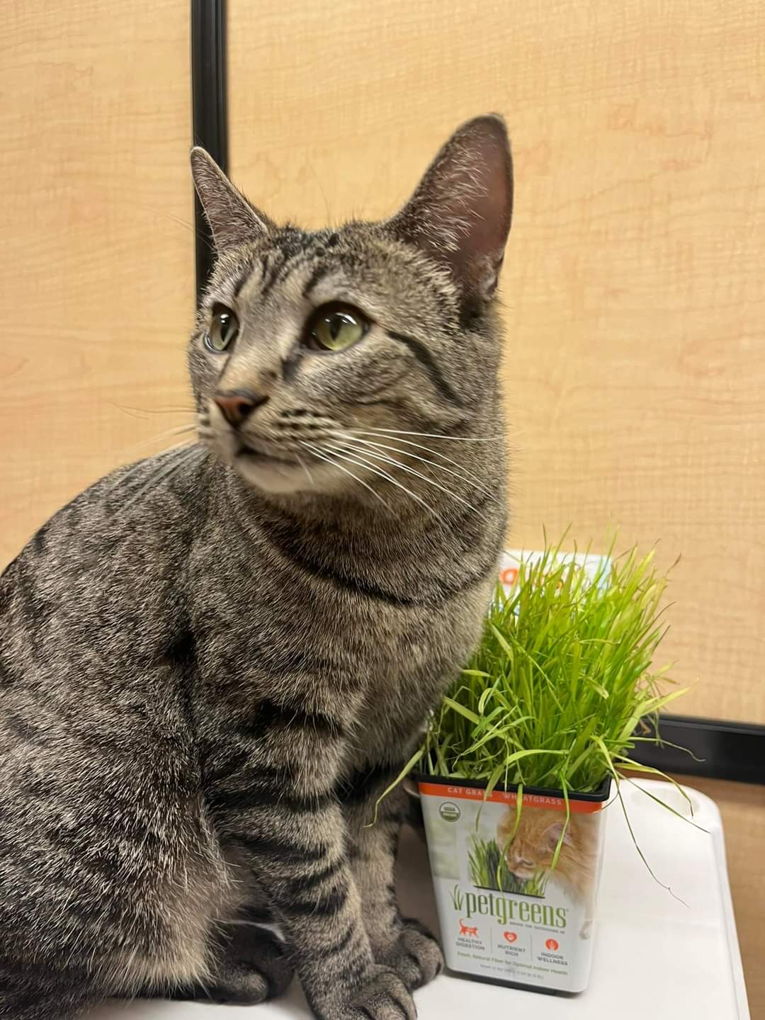 Dory - Domestic Short Hair