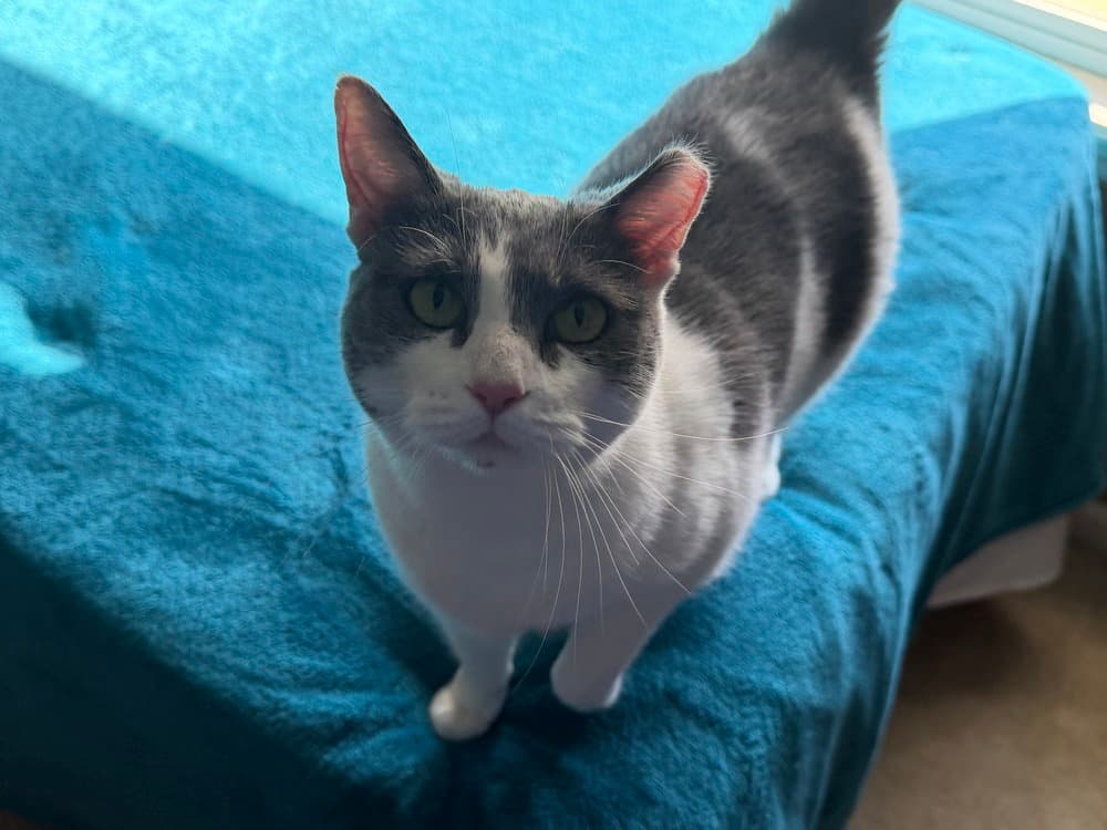 Domino - Domestic Short Hair
