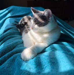 Domino image 2