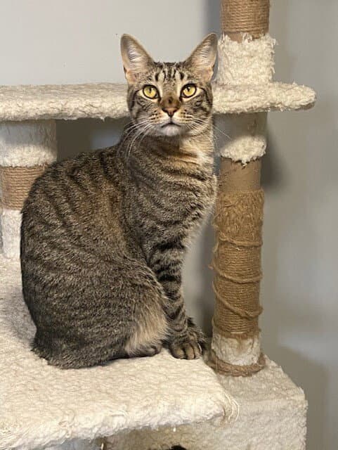 Chucky - Domestic Short Hair