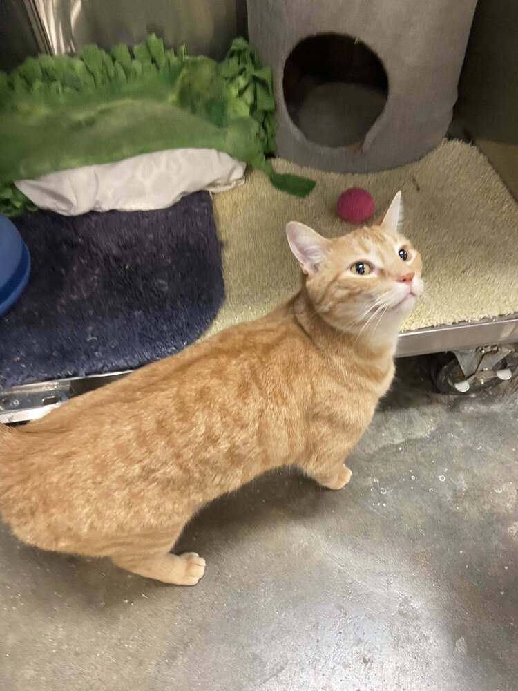 Tiger - Domestic Short Hair