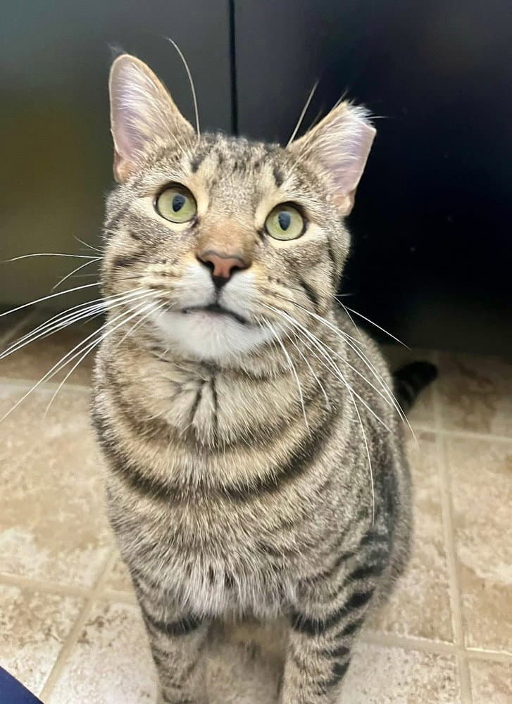 Simon - Domestic Short Hair