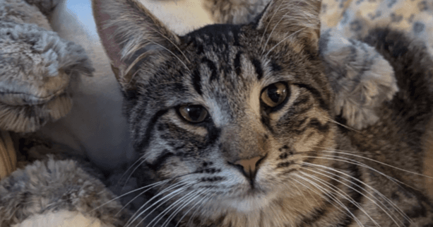 Orchard Dg - Domestic Short Hair