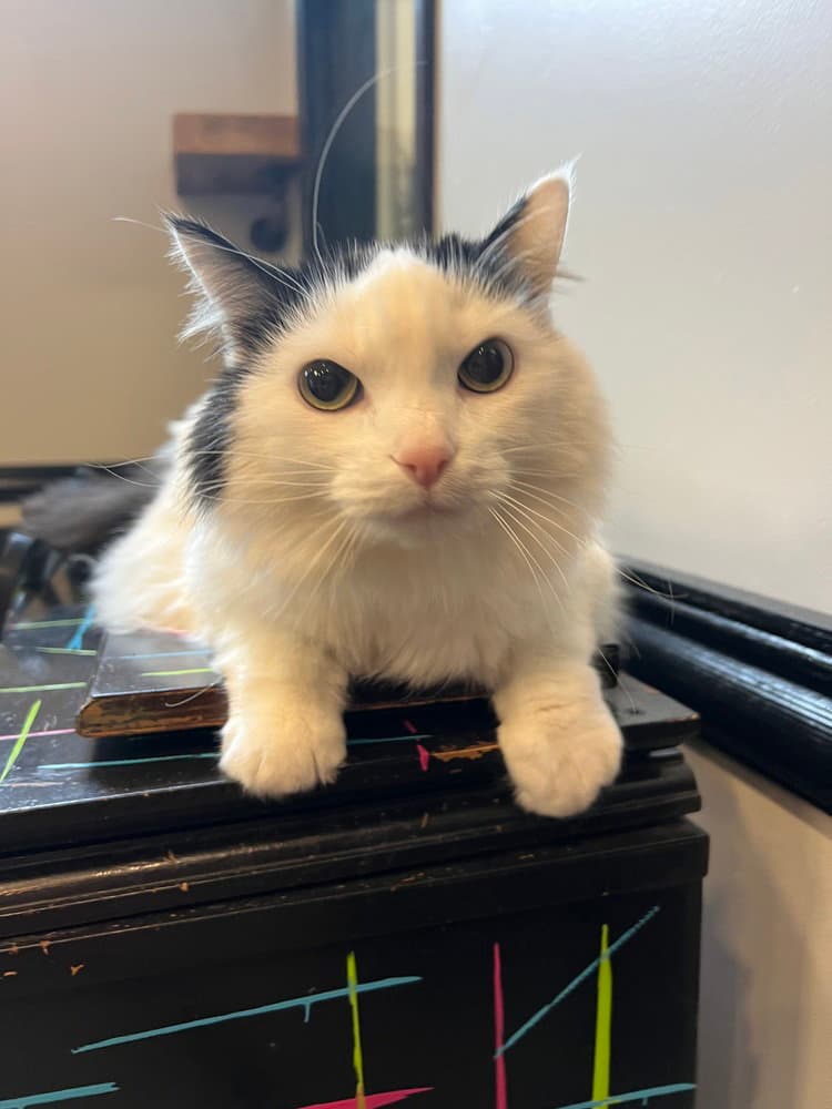Sansa - Domestic Long Hair