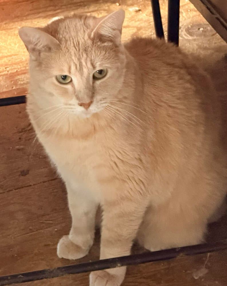 Buffy - Domestic Short Hair