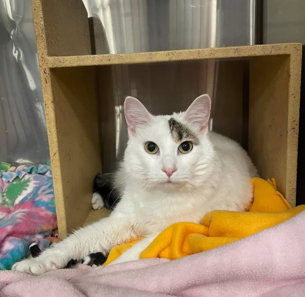 Morning Glory - Domestic Medium Hair