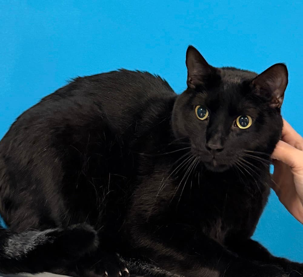 Harley - Domestic Short Hair