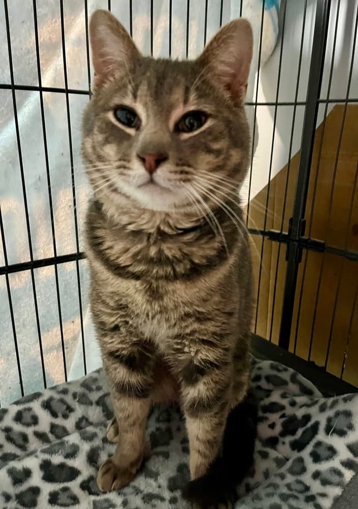 Miles - Domestic Short Hair