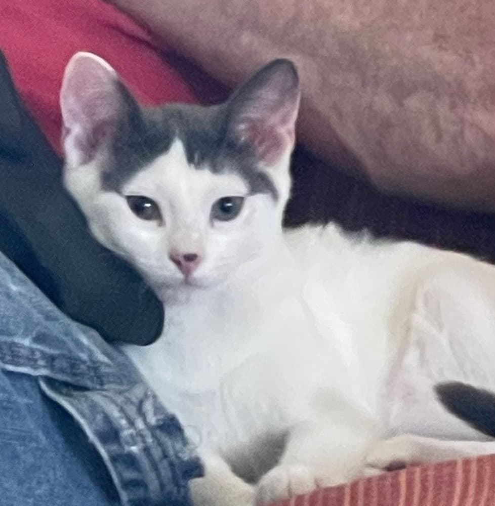 Tommy Lee - American Shorthair