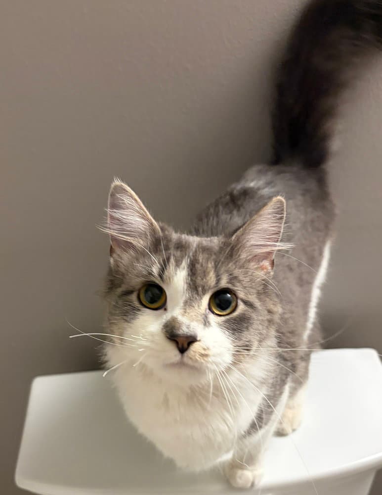 Willow - Domestic Medium Hair