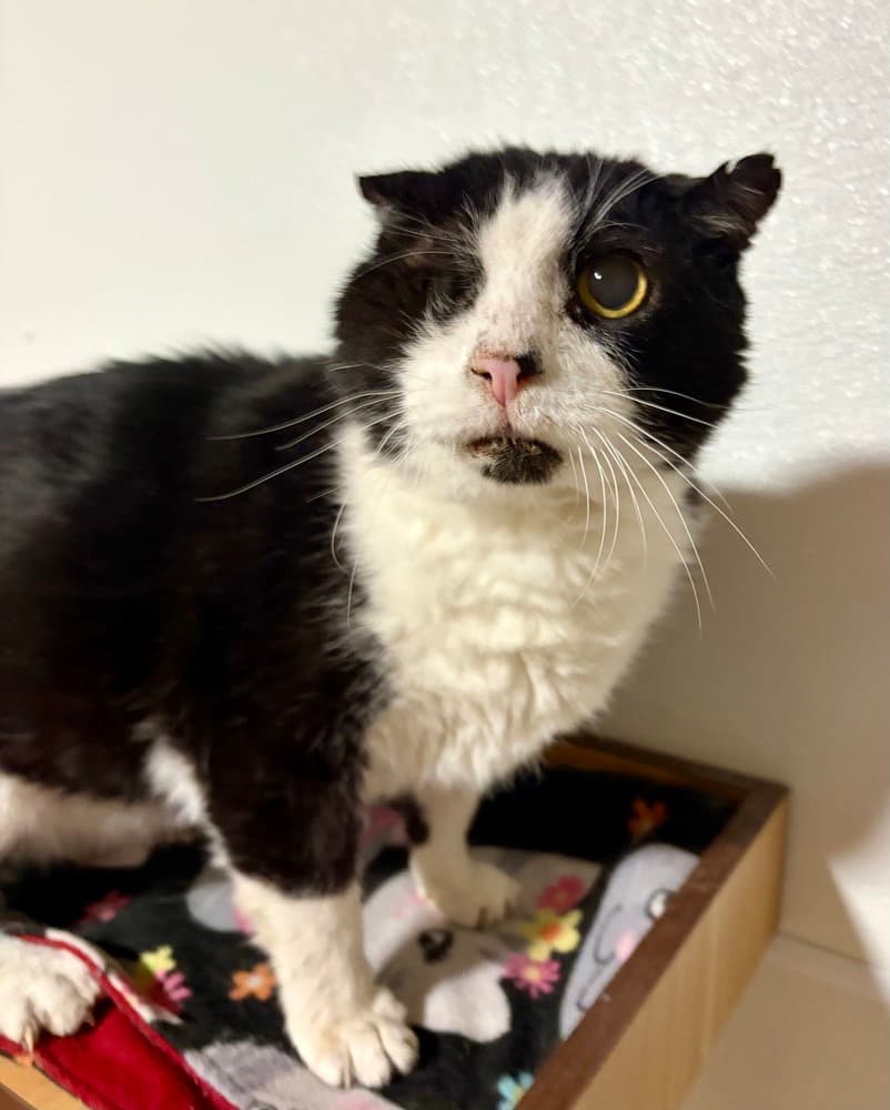 Scruffy - Domestic Short Hair