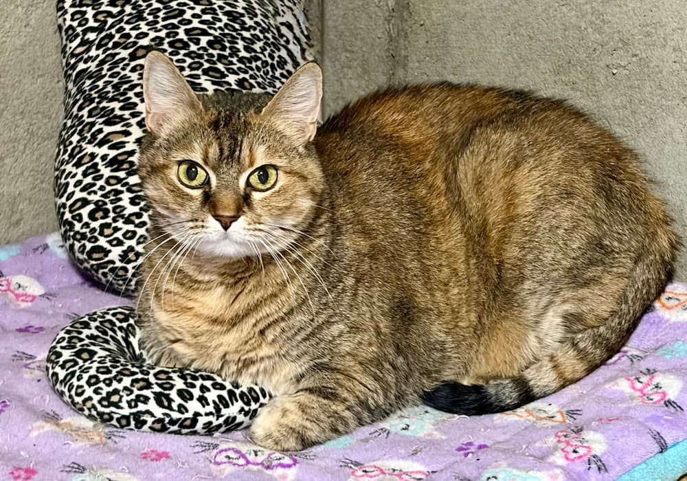 Sophie - Domestic Short Hair