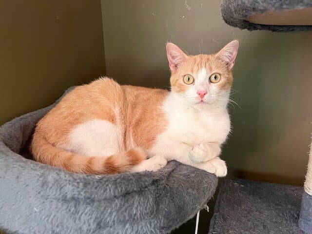 Titan - Domestic Short Hair