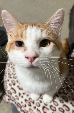 Tater image 1