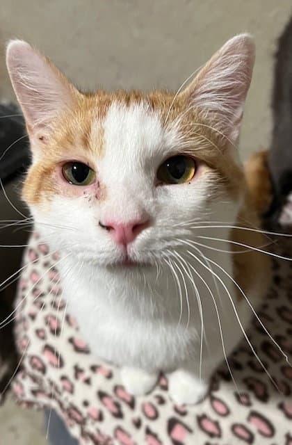 Tater - Domestic Short Hair