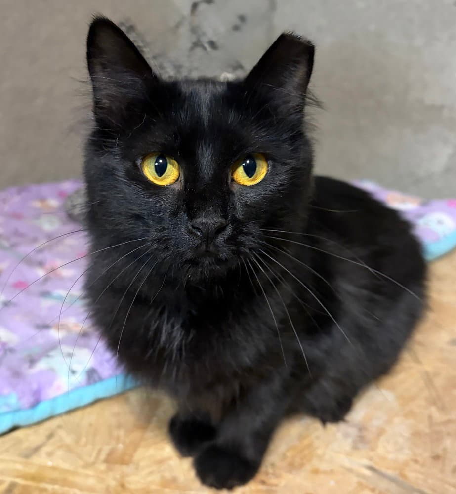 Maya - Domestic Medium Hair