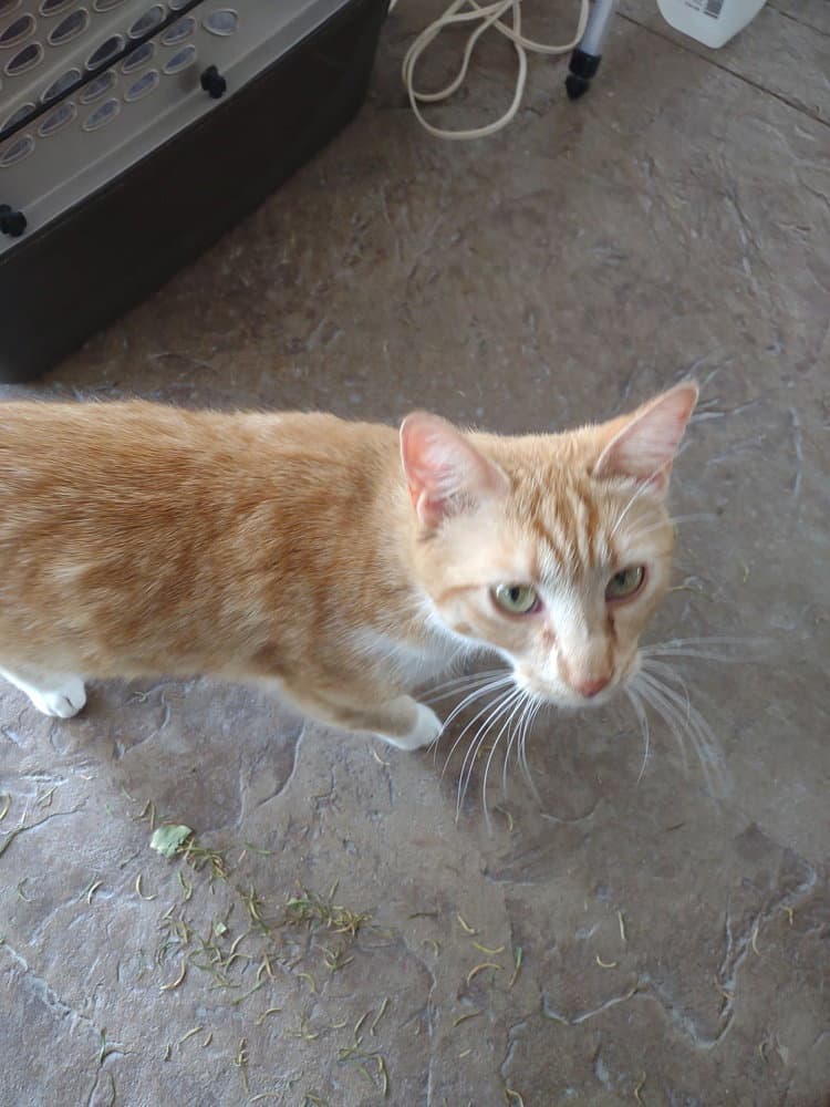 Tink Tinkerbell - Domestic Short Hair