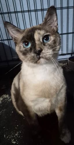 Elsa image 2
