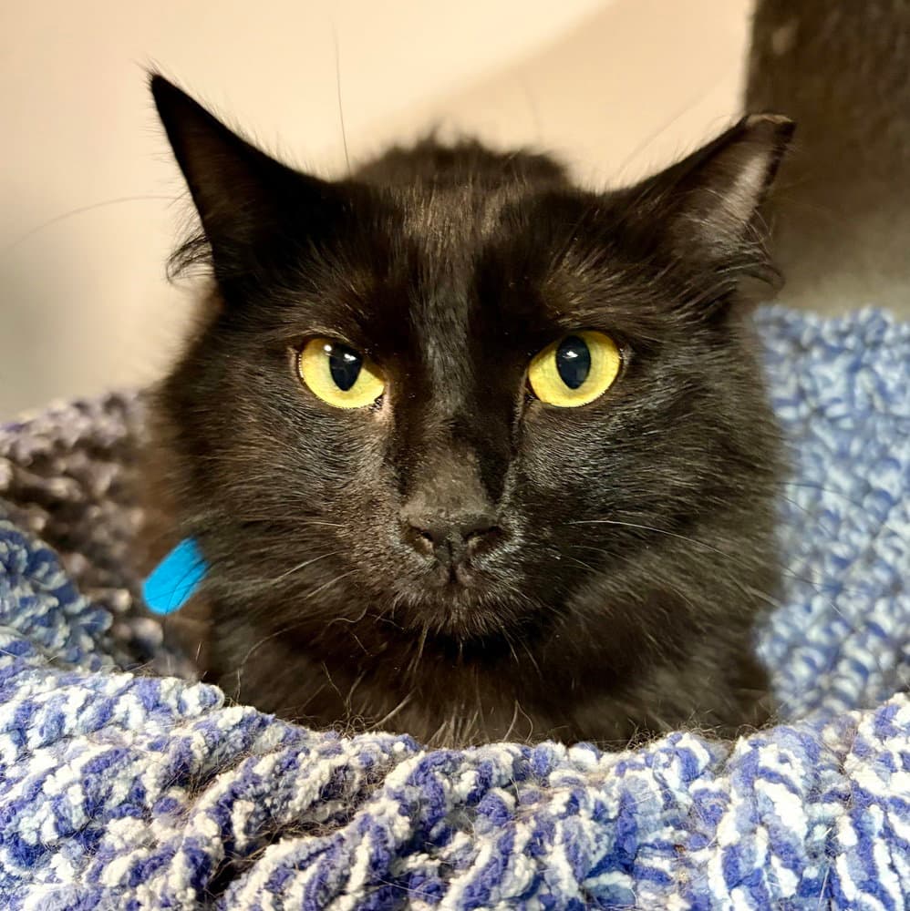 Frederick - Domestic Medium Hair