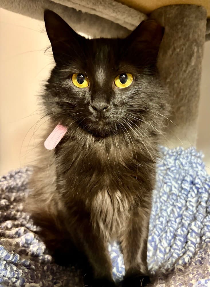 Rosa - Domestic Medium Hair