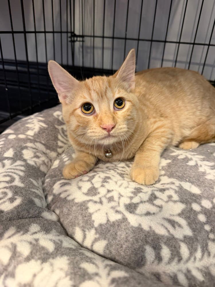 Granita - Domestic Short Hair
