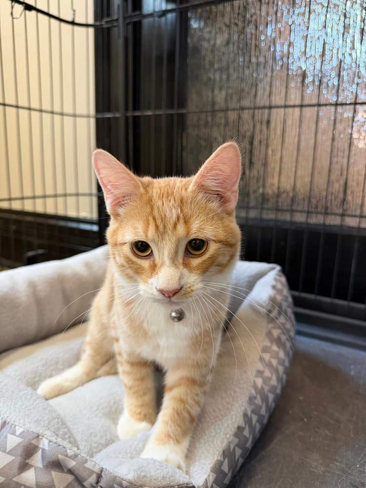 Panna Cotta - Domestic Short Hair