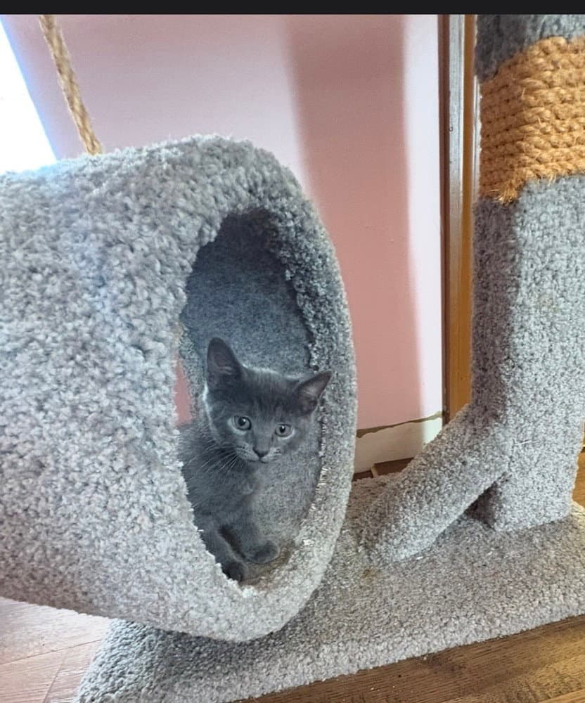 Groot - Domestic Short Hair