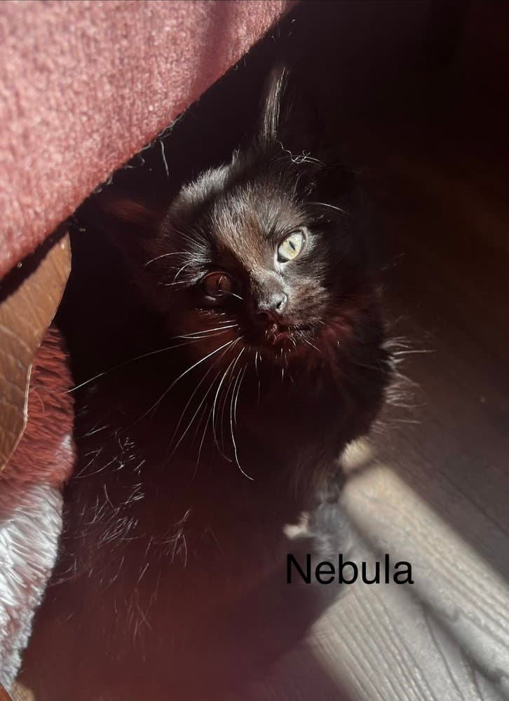 Nebula - Domestic Long Hair
