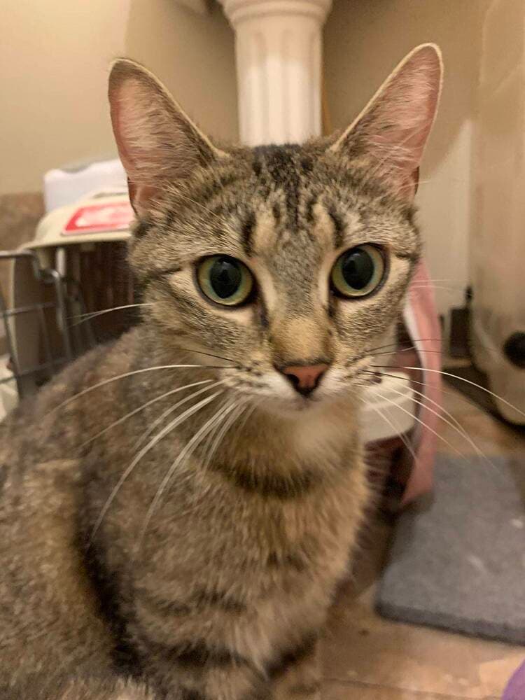 Birdie - Domestic Short Hair