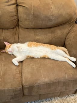 Peach image 1