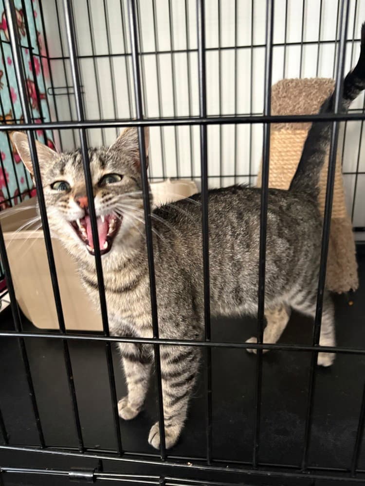 Lylla - Domestic Short Hair