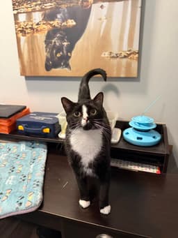 Sylvester image 1