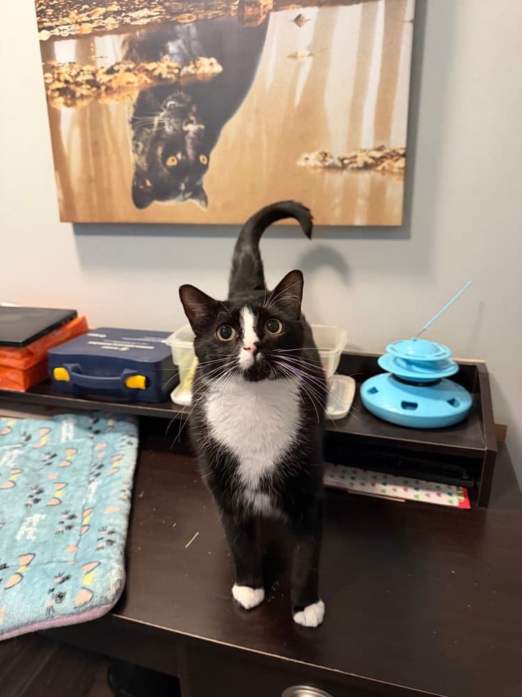 Sylvester - Domestic Short Hair
